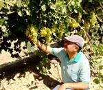 Üzümde Hasat Dönemi Yaklaşıyor