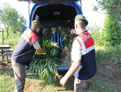 Alaplı’da Jandarma’dan Uyuşturucu Operasyonu