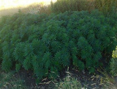 Pütürge'de 5 Bin Kök Kenevir Ele Geçirildi