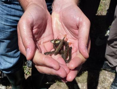 Gümüşhane Derelerine 7 Bin 500 Yavru Alabalık