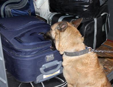 Tezgahta Uyuşturucu Satacaklardı, Ares ve Nil'e Yakalandılar