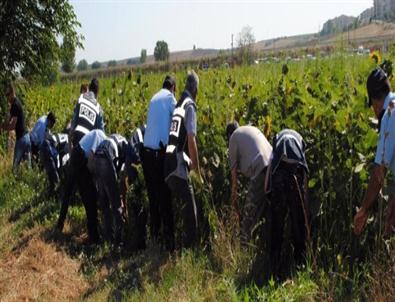 1 Milyon 665 Bin Kök Hint Keneviri Yakılarak İmha Edildi