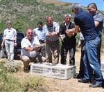 Giresun’da Bin Adet Kınalı Keklik Doğaya Bırakıldı
