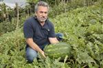 Giresun’da Karpuz Üretimi Yapılmaya Başlandı
