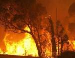 ORMAN İŞÇİSİ - Ege'nin ormanları alev alev yanıyor