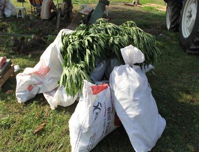 Çarşamba’da Esrar Operasyonu