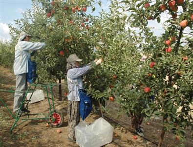 Elma Üreticileri Birliği Kurulmalı