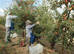 Elma Üreticileri Birliği Kurulmalı