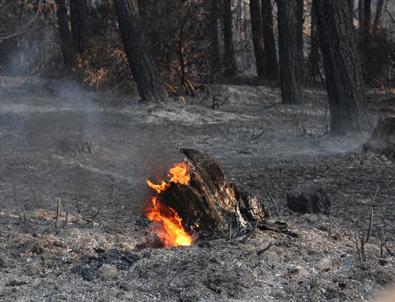 Gelibolu'daki Orman Yangını Kontrol Altına Alındı