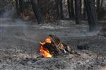 Gelibolu'daki Orman Yangını Kontrol Altına Alındı
