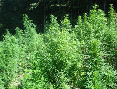 Jandarmadan Uyuşturucu Operasyonları