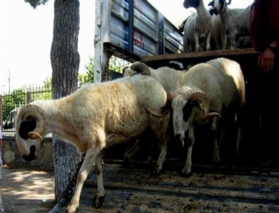 Trakya’ya Yapılacak Canlı Hayvan Sevklerine Düzenleme