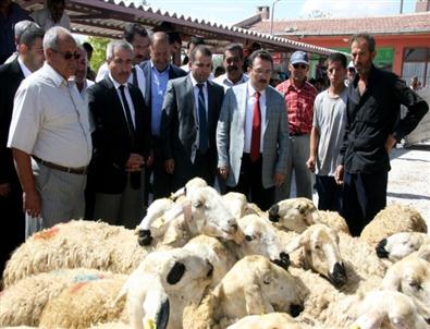 Aksaray’da Çiftçilere 600 Koyun 30 Koç Dağıtıldı