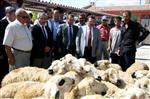 Aksaray’da Çiftçilere 600 Koyun 30 Koç Dağıtıldı