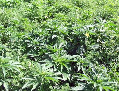 Batman'da 15 Bin Kök Kenevir Ele Geçirildi