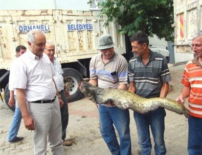 Bursa'da 20 Kiloluk Yayın Balığı Yakalandı