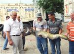 İRFAN TATLıOĞLU - Bursa'da 20 Kiloluk Yayın Balığı Yakalandı
