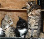 Hayvan Sağlık İstasyonu Bin 698 Hayvanı Sahiplerine Kavuşturdu