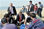 ADANALıOĞLU - Akdeniz'de Carettalar Temiz Sahile Kavuştu