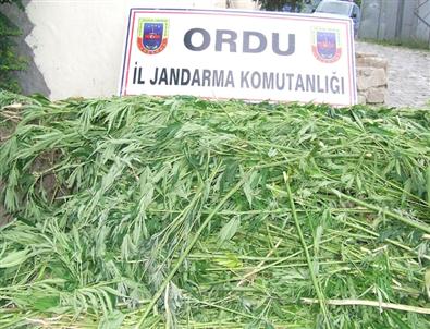 Ormanlık Arazide 43 Bin 635 Kök Kenevir Ele Geçirildi