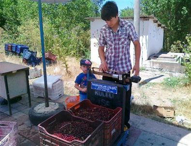 Geçen Yıl 1 Liradan Alınan Vişne 1.70 Liraya Yükseldi