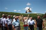HALKALı - Hattuşa'nın Yeni Süsleri Sülün Kuşları
