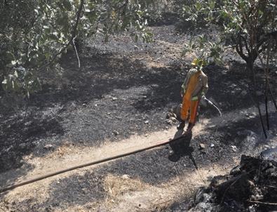 Kuyucak’taki Yangın 35 Saatte Söndürüldü