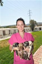 SOKAK HAYVANI - 'sevgi Yumakları' Yuva Bekliyor...