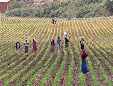 Tarım İşçisi Çocuklar 50 Derece Sıcakta Çalışıyor