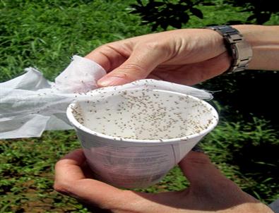 Turunçgil Bahçelerinde Unlu Bite Karşı Biyolojik Mücadele Başlatıldı