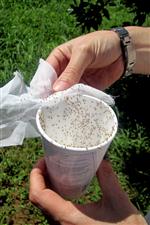 PREDATÖR - Turunçgil Bahçelerinde Unlu Bite Karşı Biyolojik Mücadele Başlatıldı