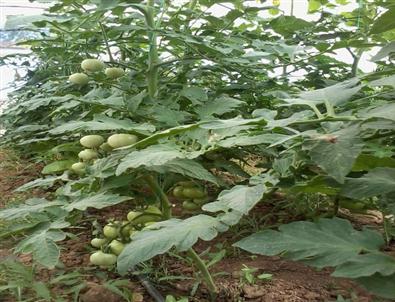 Afyonkarahisar’da Örtü Altı Sebze Yetiştiriciliği