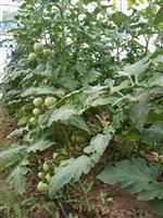 Afyonkarahisar’da Örtü Altı Sebze Yetiştiriciliği Haberi