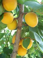 LETONYA - Mut’ta Bu Yıl 76 Bin Ton Kayısı Hasat Edildi, 40 Milyon Dolar Gelir Elde Edildi