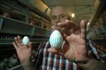 ARABESK MÜZİK - Allah Lafzı Yazan Yumurtalar Görenleri Şaşırtıyor