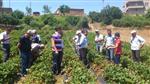 KELHASAN - Çilek Üretim Teknikleri Hakkında Bilgi Verildi