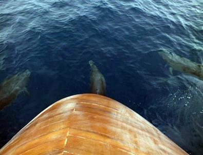 Sevimli Yunuslar Didim Açıklarında