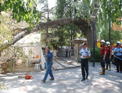 Asırlık Çınarın Dalı Kızılay Çadırının Üzerine Devrildi