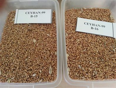 Borsa’da Ekmeklik Buğday İhalesi