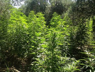 Fethiye’de 11 Bin 250 Kök Hint Keneviri Ele Geçirildi