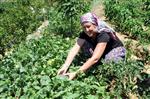 DOĞANCA - İngiliz Hemşire Aşkı İçin Antalya’da Çiftçi Oldu