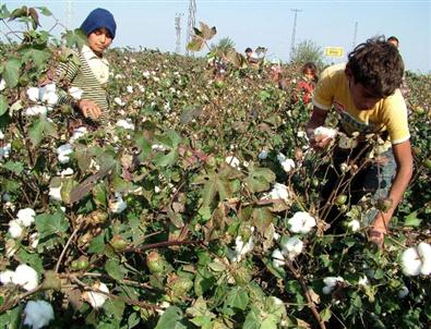 Pamukçu Pamuktan Vazgeçiyor