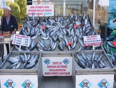 Denizlerde Balık Bereketi