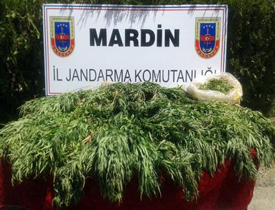 Mardin’de 3 Bin 877 Adet Hint Keneviri Ele Geçirildi