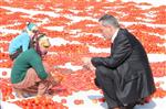 HALITPAŞA - Şıktaşlı, Mevsimlik Domates Kurutma İşçilerinin Sorunlarını Dinledi