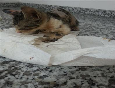 Zifte Bulanmış Yavru Kedi Hayata Döndürüldü