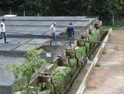 Çimento Atıkları Alabalıkları Telef Etti İddiası