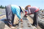 DURHASAN - Silifke'de Çilek Fideleri Toprakla Buluştu