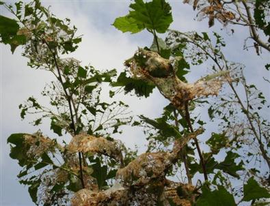 Amerikan Beyaz Kelebeği Mücadele Zamanı