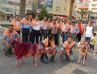 Şenliğe Davet İçin Koyunlarla Denizli Sokaklarını Gezdiler